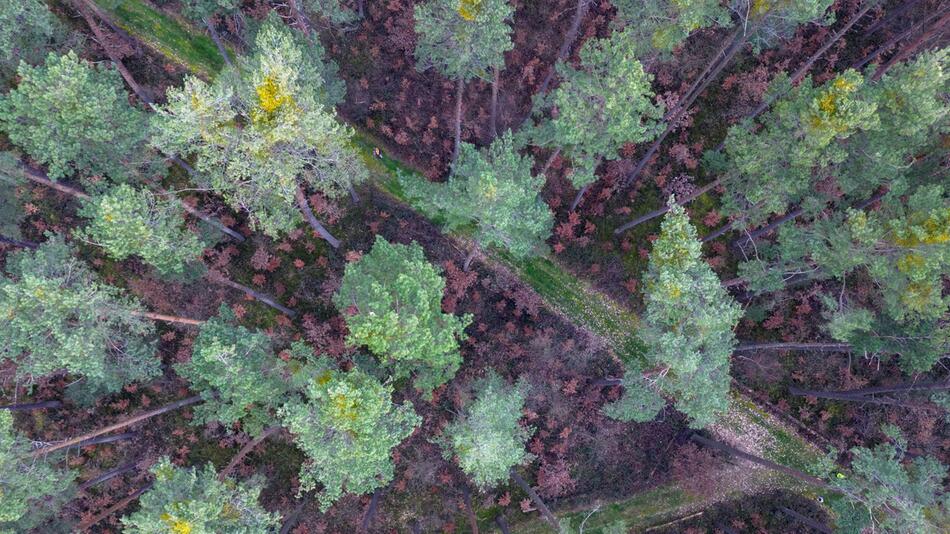 Die Zukunft der Wälder