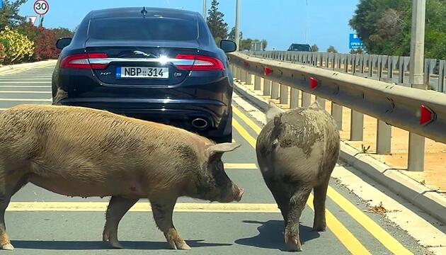 Coole Säue: Schweine blockieren entspannt den Verkehr