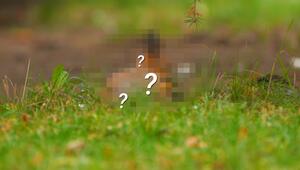 Welches Tier suchen wir?