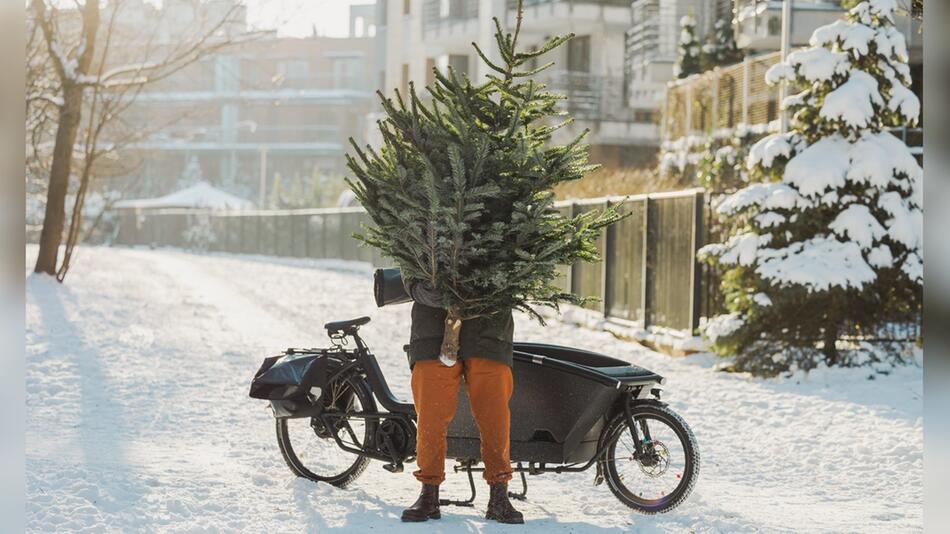 Bei der Wahl des Weihnachtsbaums sollte nicht nur die Optik, sondern auch die ...