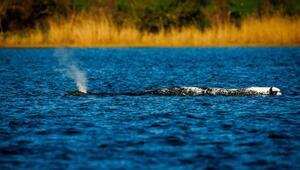 Buckelwal in der Ostsee