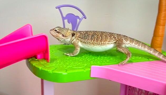 Bartgame im Rutschen-Rausch: Reptil ist verliebt in Barbie Dreamhouse