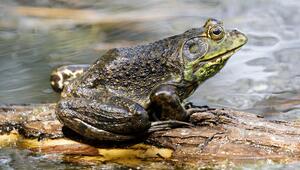 Ochsenfrosch