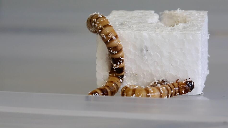 recycling revolution?  Superworms eat polystyrene