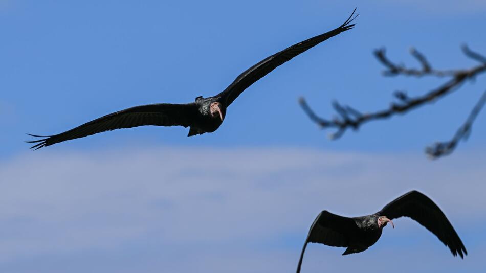 Waldrapp wieder aus dem Süden zurück am Bodensee