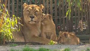 Premiere im Kölner Zoo: Asiatische Löwen-Drillinge erkunden Außengehege