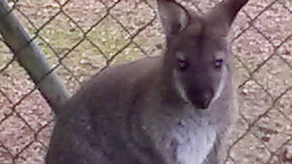 Polizei Cham sucht nach kleinem Känguru