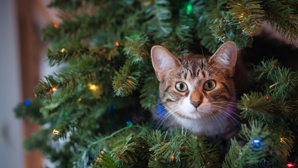 Der Advent birgt einige Gefahren für Katzen.