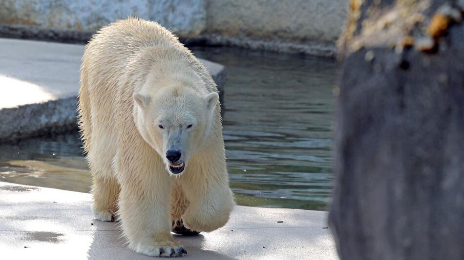 Eisbärin Nuka im Karlsruher Zoo