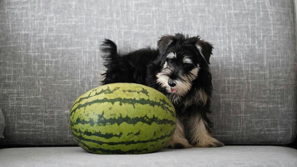 Sommerzeit ist Wassermelonen-Zeit.