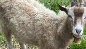 Ziegenbock Fiete