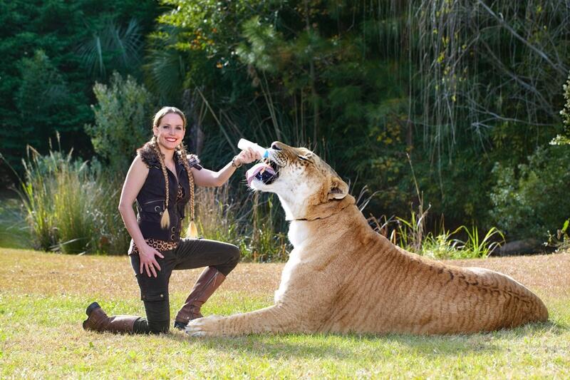 Biggest Cat In The World Guinness 2013 world biggest cat guinness world records | ratna Biggest Cat In The World Guinness 2013 world biggest cat guinness world records | ratna