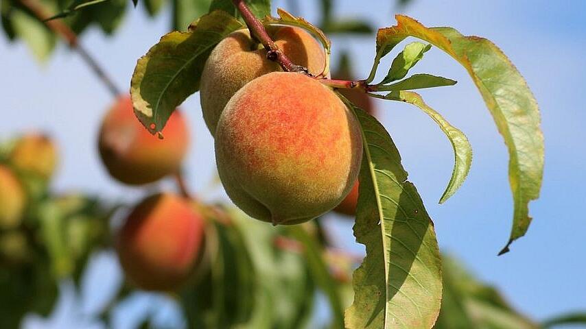 Pfirsichbaum schneiden