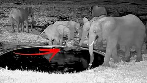 Kleiner Elefant rutscht in Wasserloch – Herde ist sofort zur Stelle