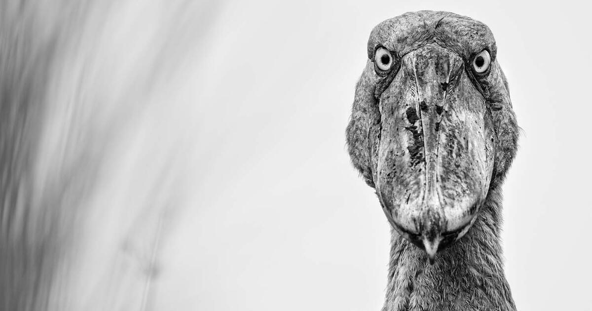 Bilder, die begeistern, berühren und faszinieren