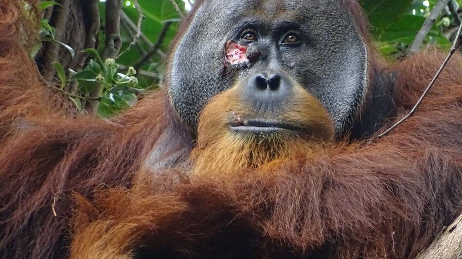 Wundbehandlung bei Orang-Utans