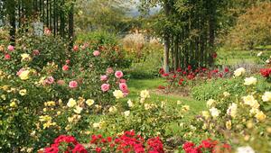Rosen im Garten