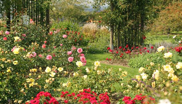 Rosen im Garten