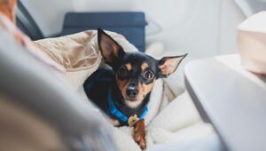 Ein Chihuahua sitzt in einem Hundebett auf einem Sitz im Flugzeug