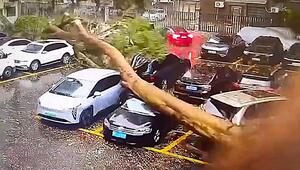 Riesiger Baum stürzt in China auf Autos – Fahrer entkommt um Haaresbreite