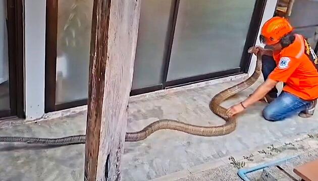 Fünf Meter langer Eindringling: Schlangenfänger kämpft mit Königskobra