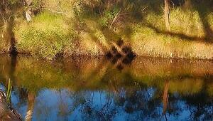 Wie Diamanten: Camper in Australien filmt an Fluss unglaublichen Schatten