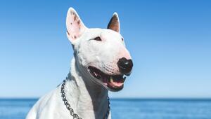 Hund, Meer