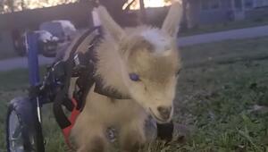 Herzerwärmend: Babyziege Tater lernt mit Rollstuhl die Welt zu entdecken