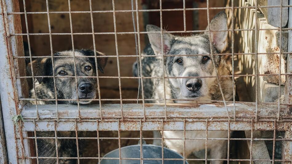 119 verwahrloste Hunde wurden sichergestellt.