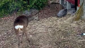 Revier ist Revier: Wütende Katze jagt Hirsch aus dem Garten
