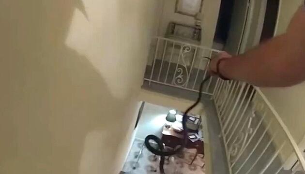 Ungebetener Gast: Polizist holt Schlange aus Schlafzimmer einer Seniorin