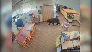 Bär verirrt sich in Bibliothek in Kalifornien