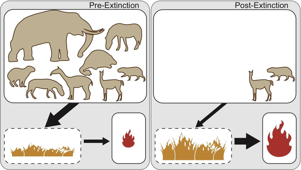 Erklärgrafik zum Einfluss großer Pflanzenfresser auf die Brände