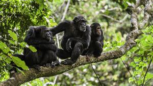 Schimpansenfamilie sitzt in Tansania auf einem Baum