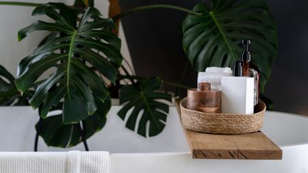 Diese Pflanzen fhlen sich im Badezimmer wohl