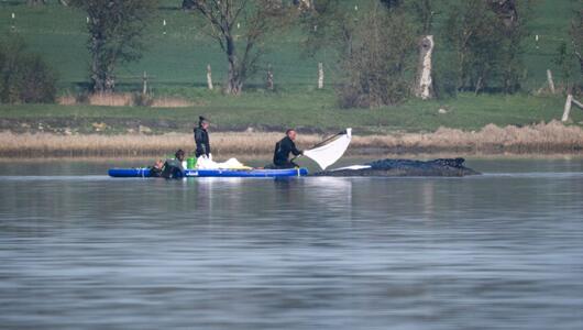 Rettungsaktion für den Buckelwal