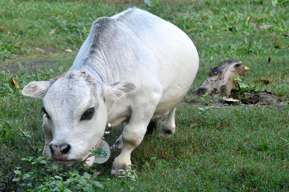 Tausende wollen Mini-Kuh in Bangladesch sehen