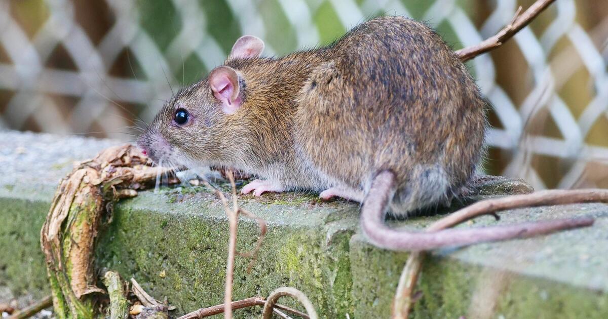 Kleine Allesfresser Womit Werden Ratten Ungewollt Angelockt Web De