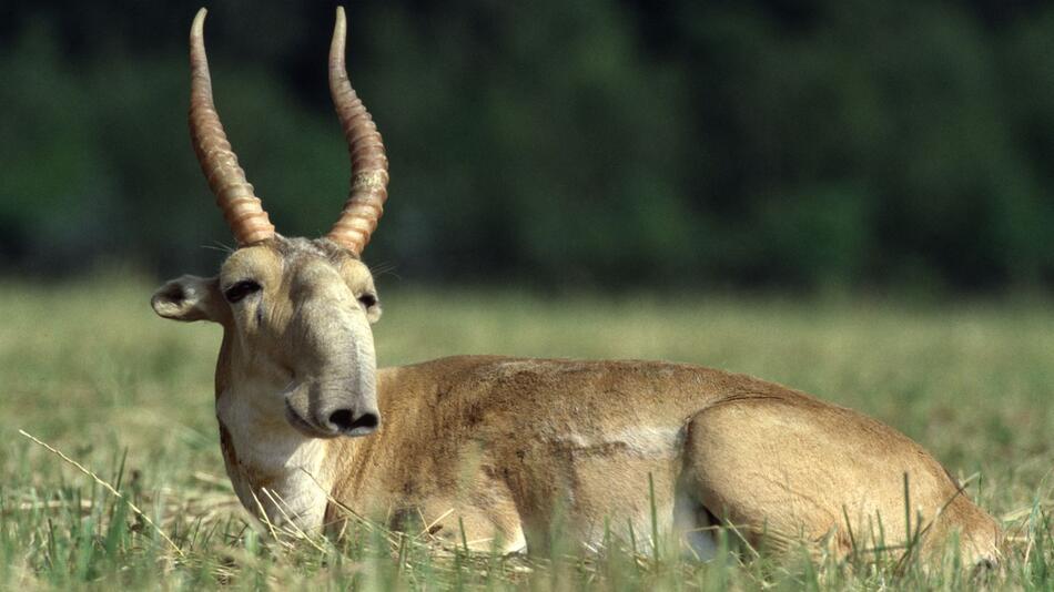 Saiga-Antilope