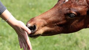 Der Unbekannte küsste das Pferd auf die Nüstern.