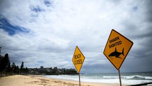 Strände in Sydney nach Haisichtungen gesperrt