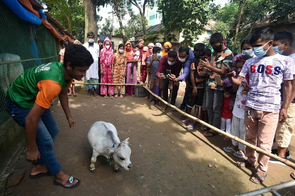 Tausende wollen Mini-Kuh in Bangladesch sehen
