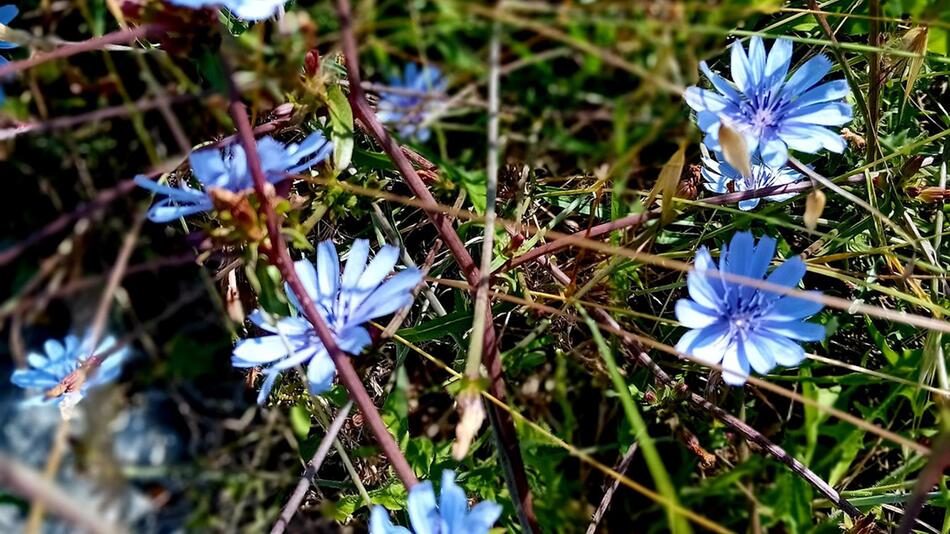 Blaue Blumen: Darum ist die blaue Farbe in der Natur so selten