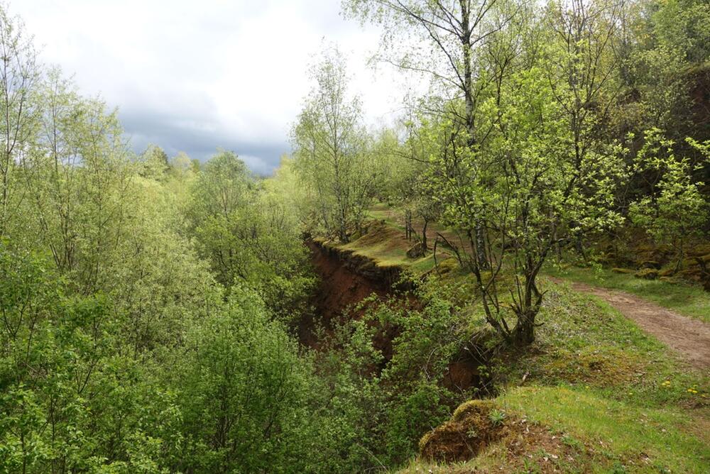 Ein kleiner Hang im Wald