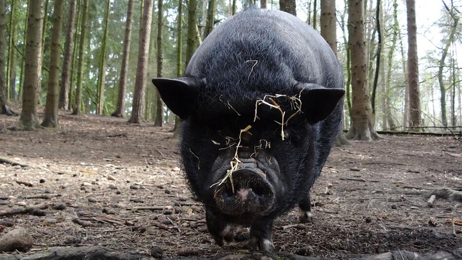 Hat ein freilaufendes Schwein ein Pferd gejagt?