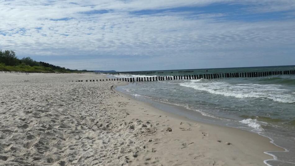 Vibrionen, Ostsee, Vibrio-Bakterien