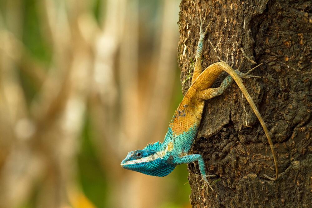 WWF-Bericht: Neue Tier- und Pflanzenarten am Mekong entdeckt