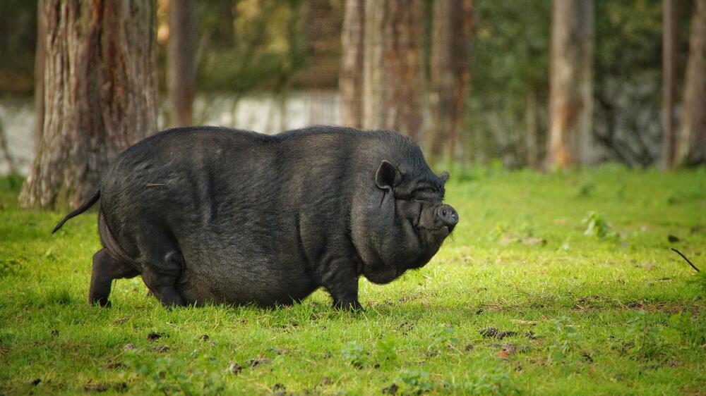 Schweine können gefährlich werden.