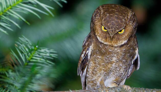 Nikon Comedy Wildlife