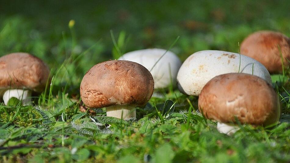 pilze züchten pilze selber züchten